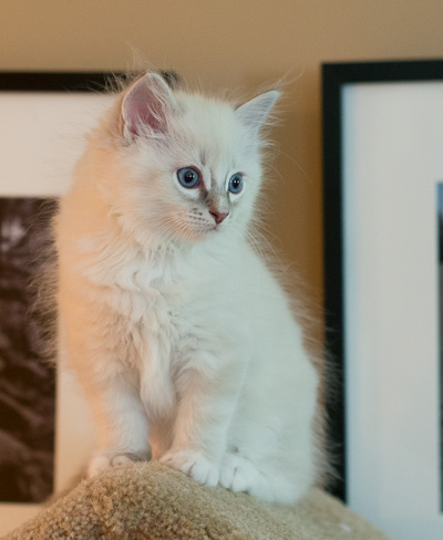 Ragdoll kitten - Sheldon